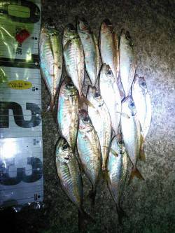 アジたあくさん